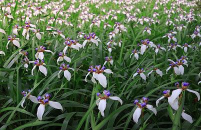 奇幻叙事冒险游戏《Braise》Steam页面 2025年Q1发售